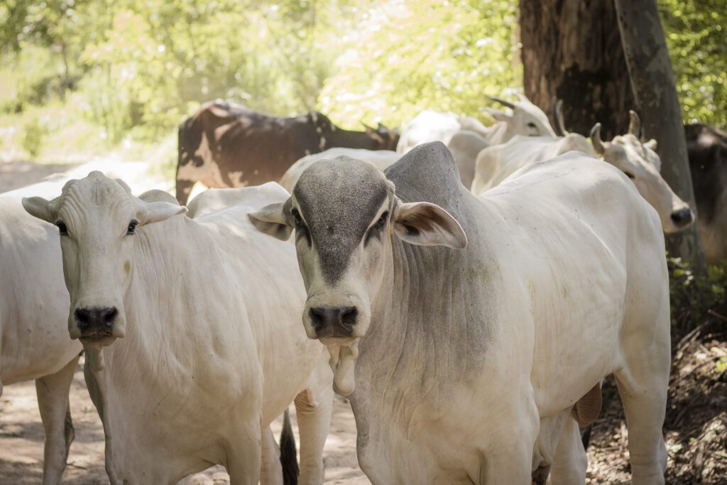 precos da arroba bovina recuam em fevereiro 1