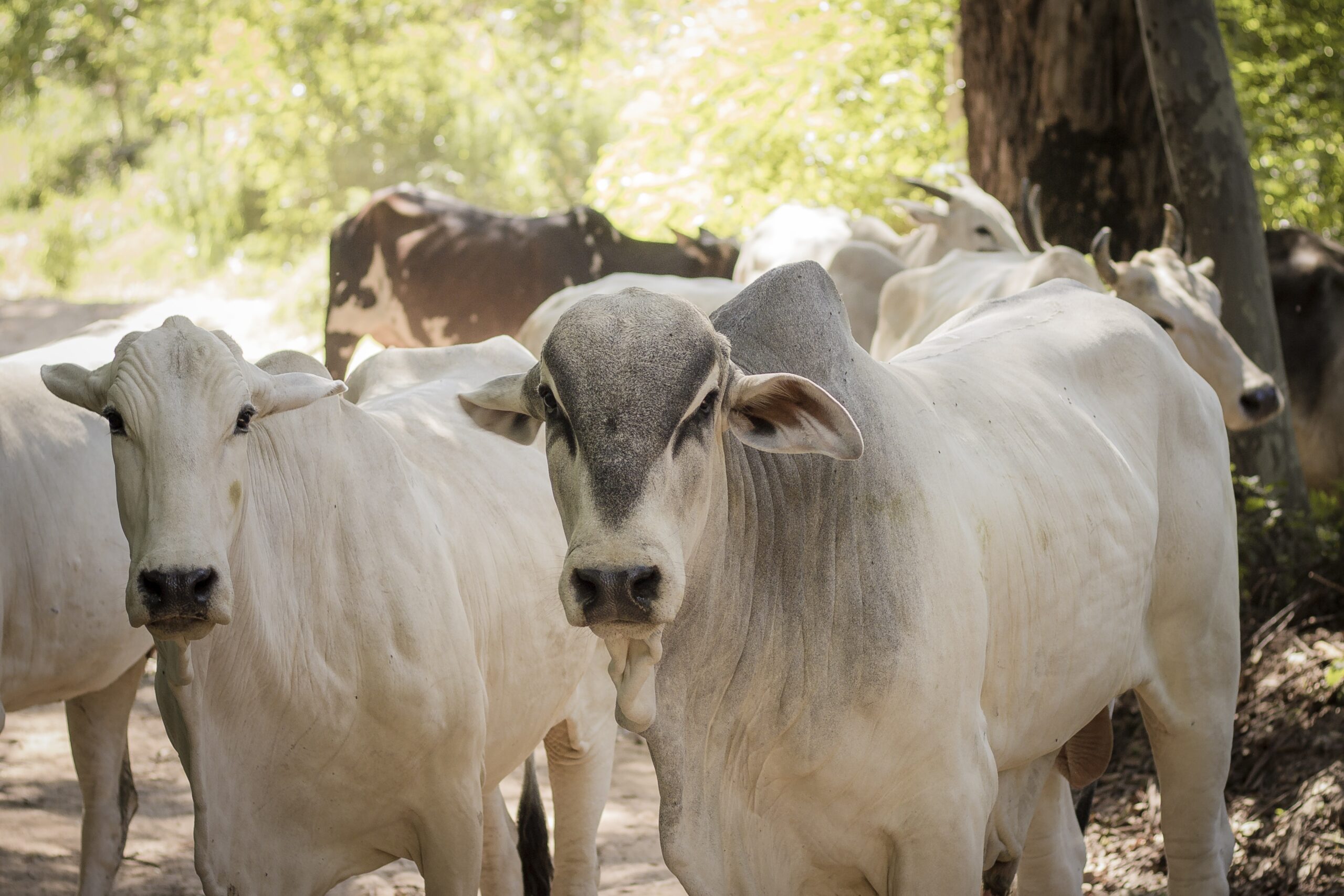 precos da arroba bovina recuam em fevereiro 1