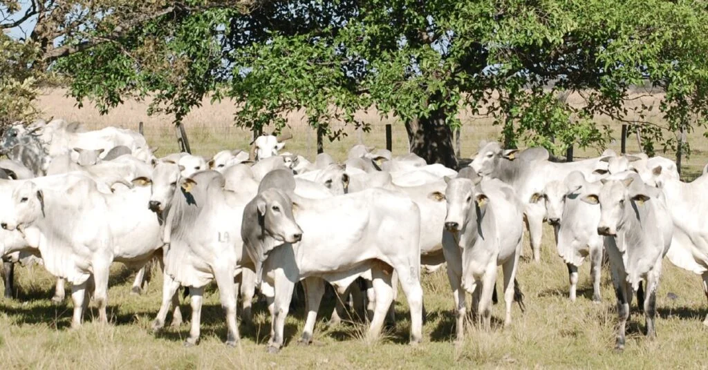 Preços da arroba do boi gordo se sustentam diante da oferta restrita de animais para abate • Portal DBO 2 precos da arroba do boi gordo se sustentam diante da oferta restrita de animais para abate portal dbo