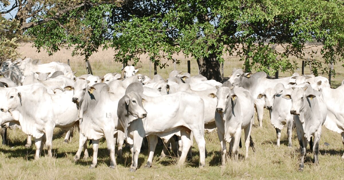 precos da arroba do boi gordo se sustentam diante da oferta restrita de animais para abate portal dbo