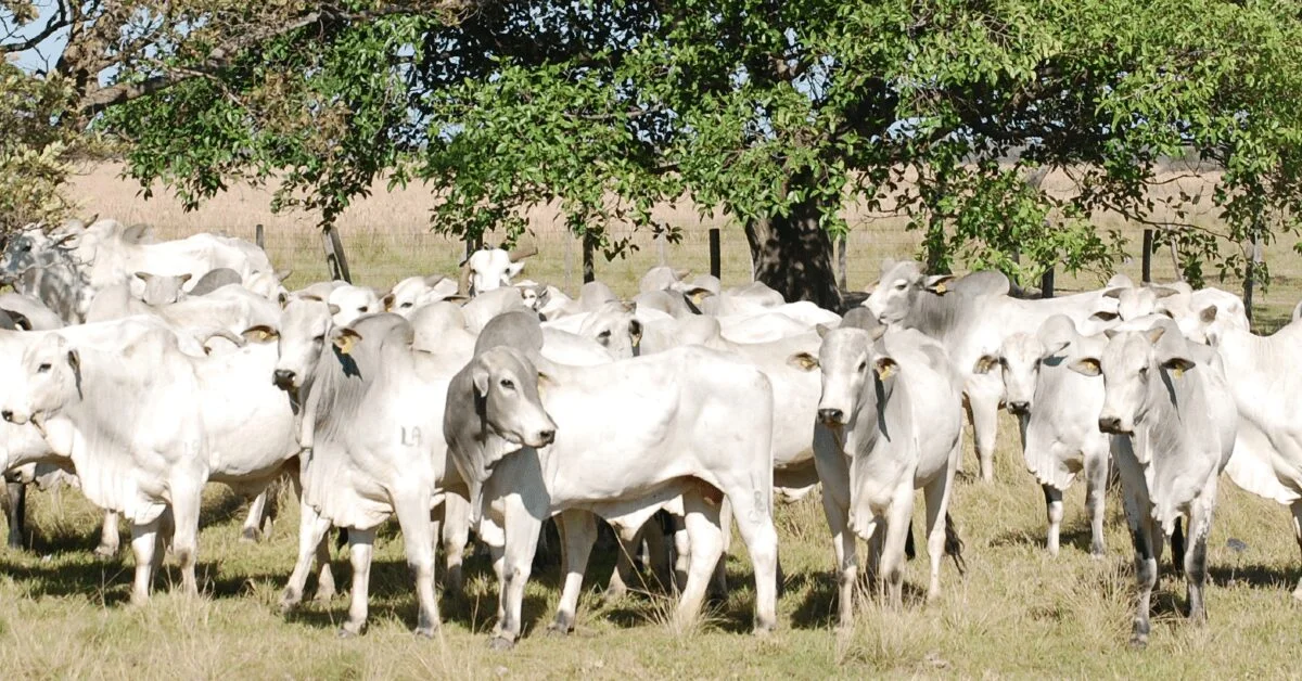 precos da arroba do boi gordo se sustentam diante da oferta restrita de animais para abate portal dbo