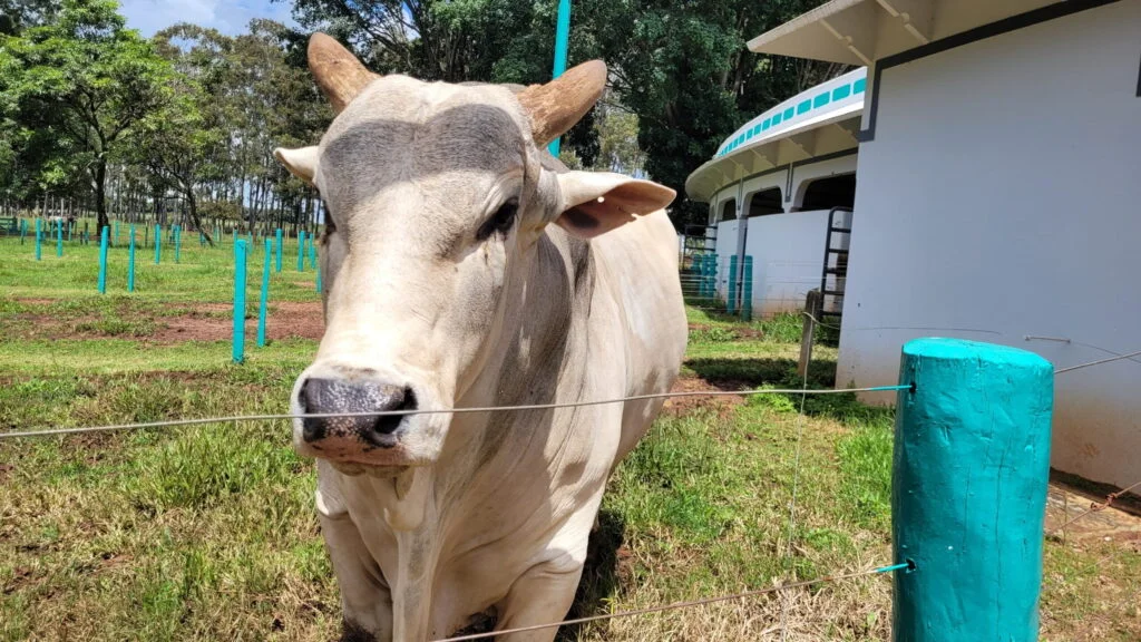 prejuizo milionario se exportacao a china nao retornar