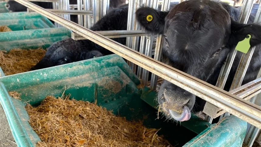 prevencao de doencas na saude animal na pecuaria