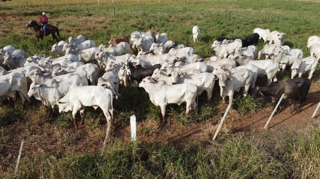 producao de carne bovina de mato grosso registrou incremento confira 1