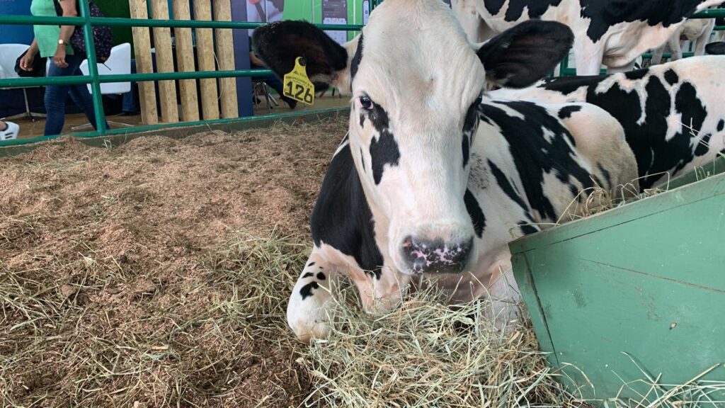 producao de leite e rs passa por transicao