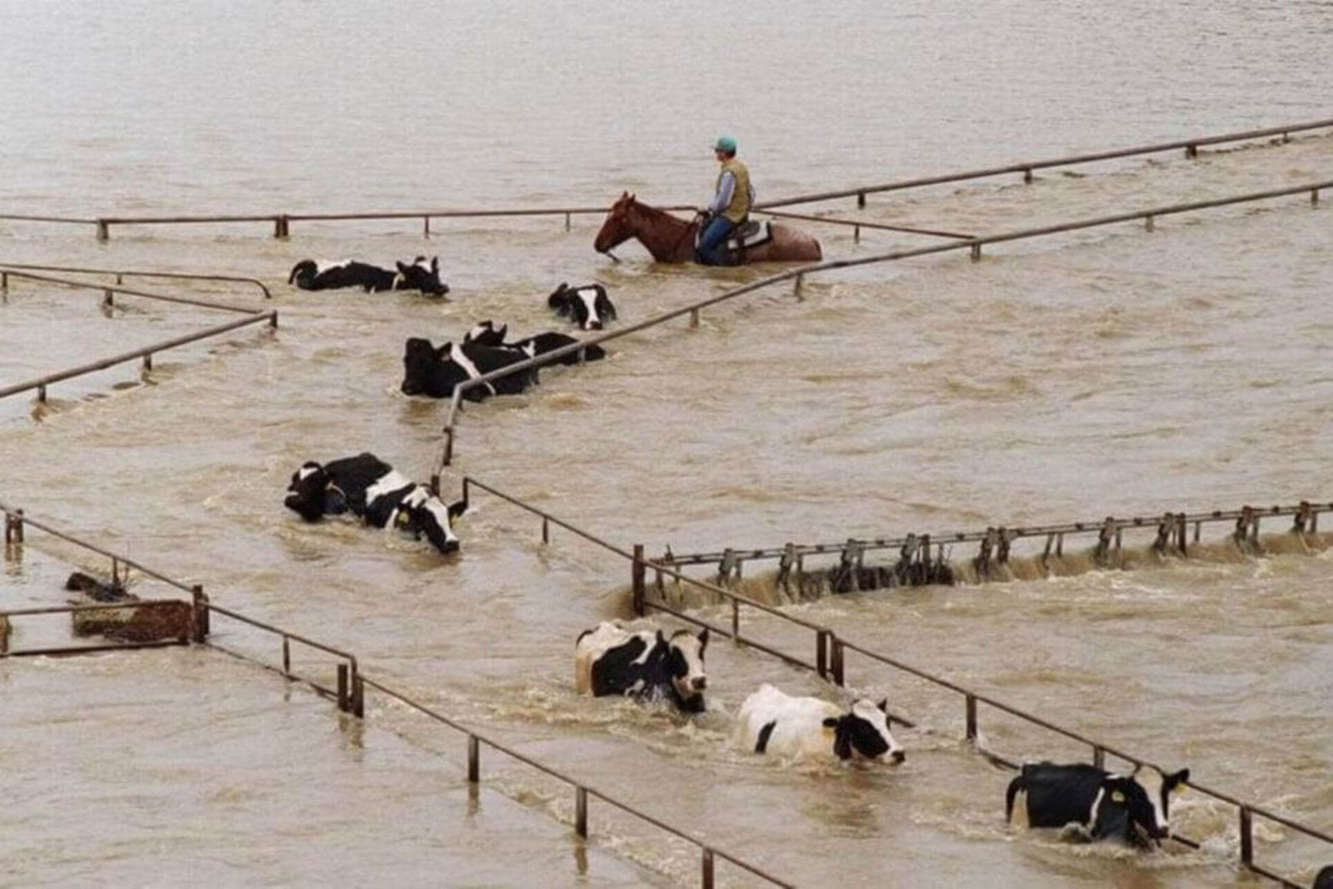 produtores de leite da Califórnia enfrentam enchentes