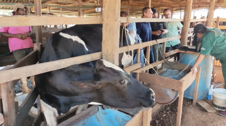 projeto mais pecuaria brasil avanca com diagnostico gestacional 1