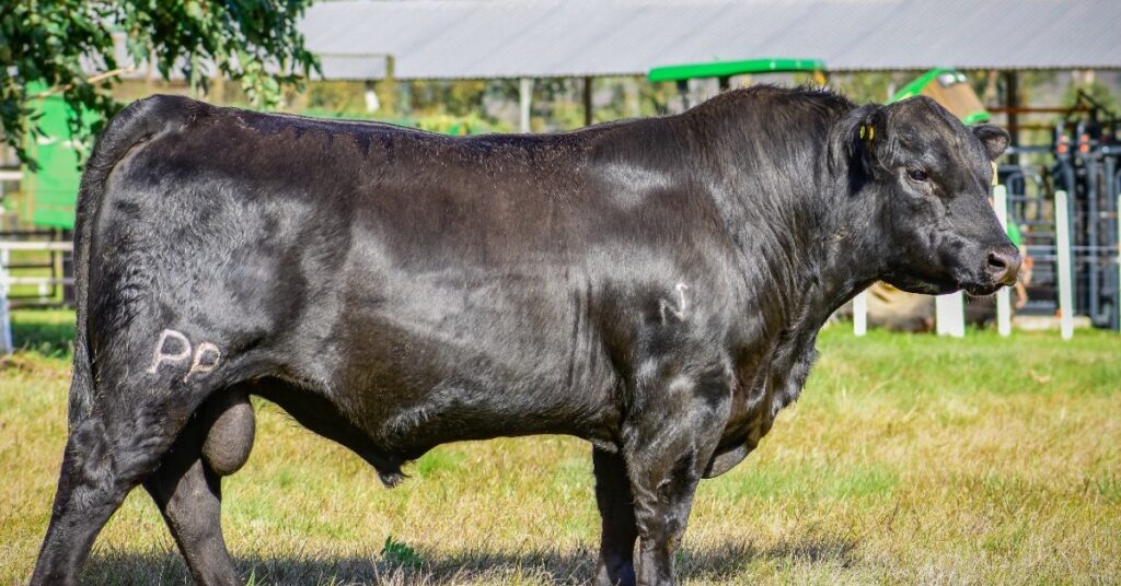 Promebo e Embrapa lançam série de vídeos sobre melhoramento genético • Portal DBO 2 promebo e embrapa lancam serie de videos sobre melhoramento genetico portal dbo