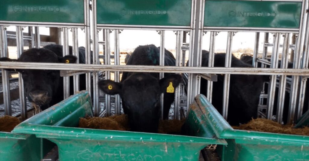 prova de eficiência alimentar tem recorde de touros inscritos • Portal DBO 2 prova de eficiencia alimentar tem recorde de touros inscritos portal dbo