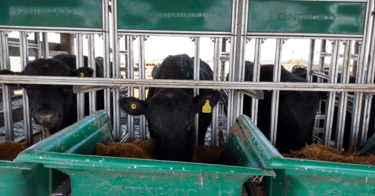 prova de eficiencia alimentar tem recorde de touros inscritos portal dbo