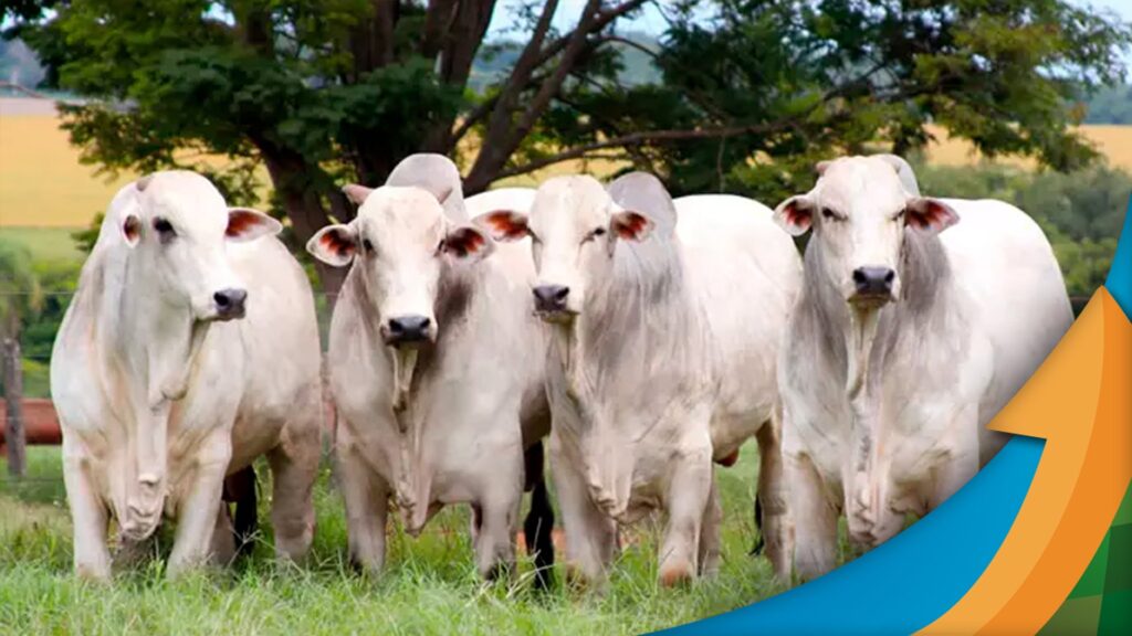 psa na china fato ou boato o que temos de informacao ate o momento e as