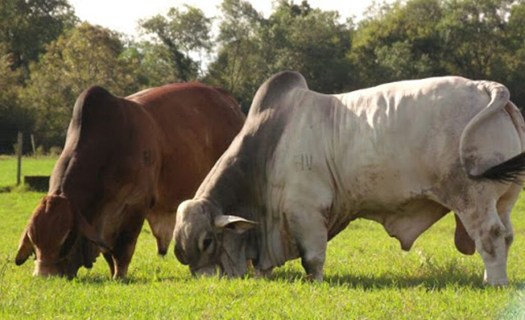 Quais raças de gado de corte são mais indicadas ? 2 quais racas de gado de corte sao mais indicadas