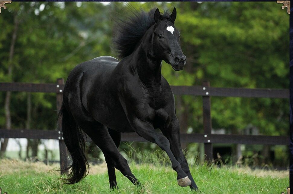 quarto de milha leilao traz exemplares de velocidade