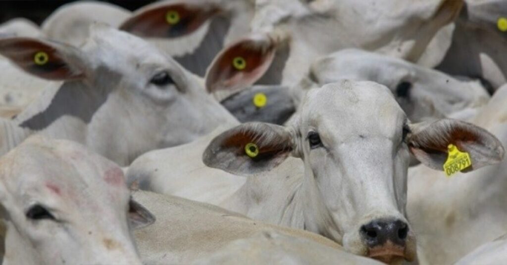 rastreabilidade bovina contribui para agregar valor a carne brasileira portal dbo