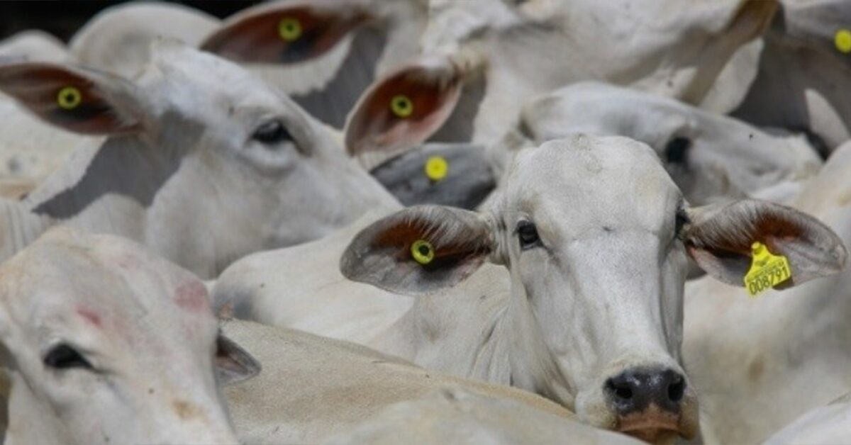 rastreabilidade bovina contribui para agregar valor a carne brasileira portal dbo