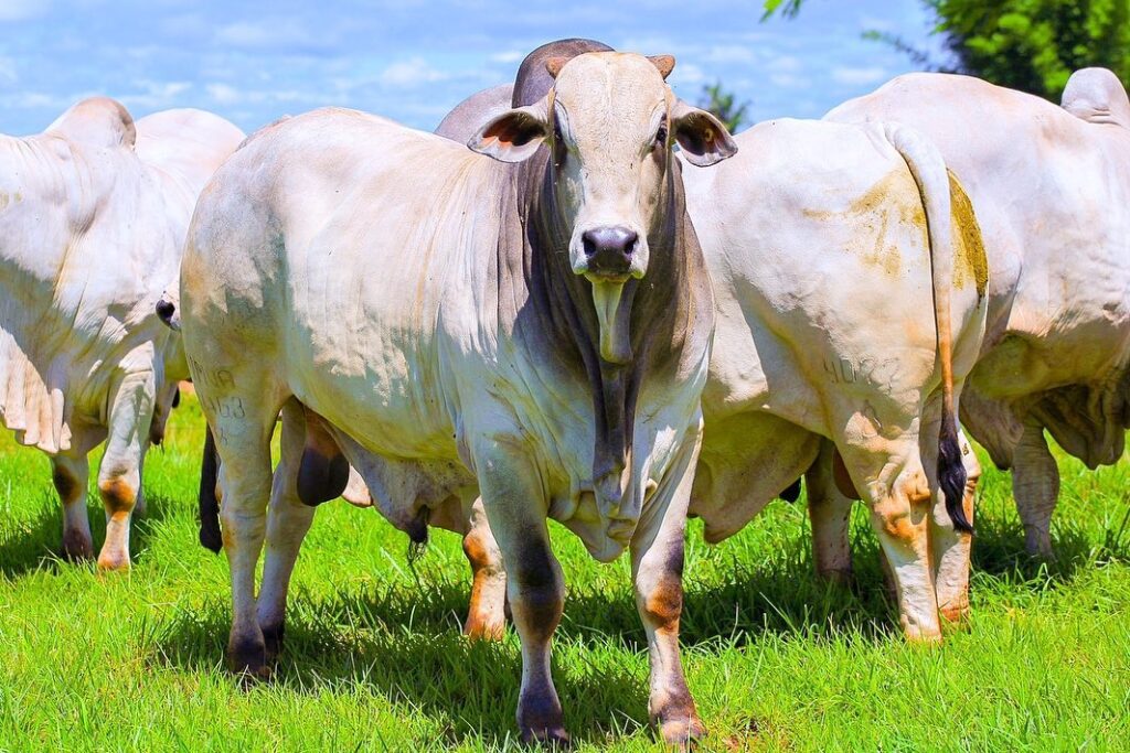reabertura chinesa faz arroba do boi disparar no brasil