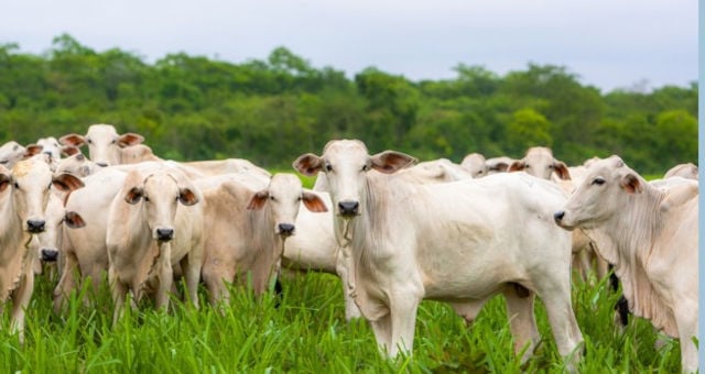 Retomada das exportações à China implica em alta do boi gordo e carne bovina no Brasil, vê Rabobank – Money Times