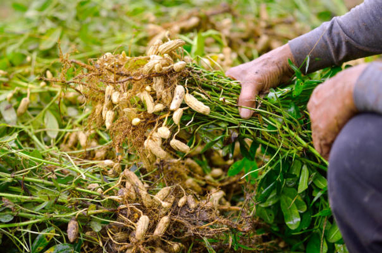 safra de amendoim do interior de sp deve ultrapassar um milhao de toneladas 1