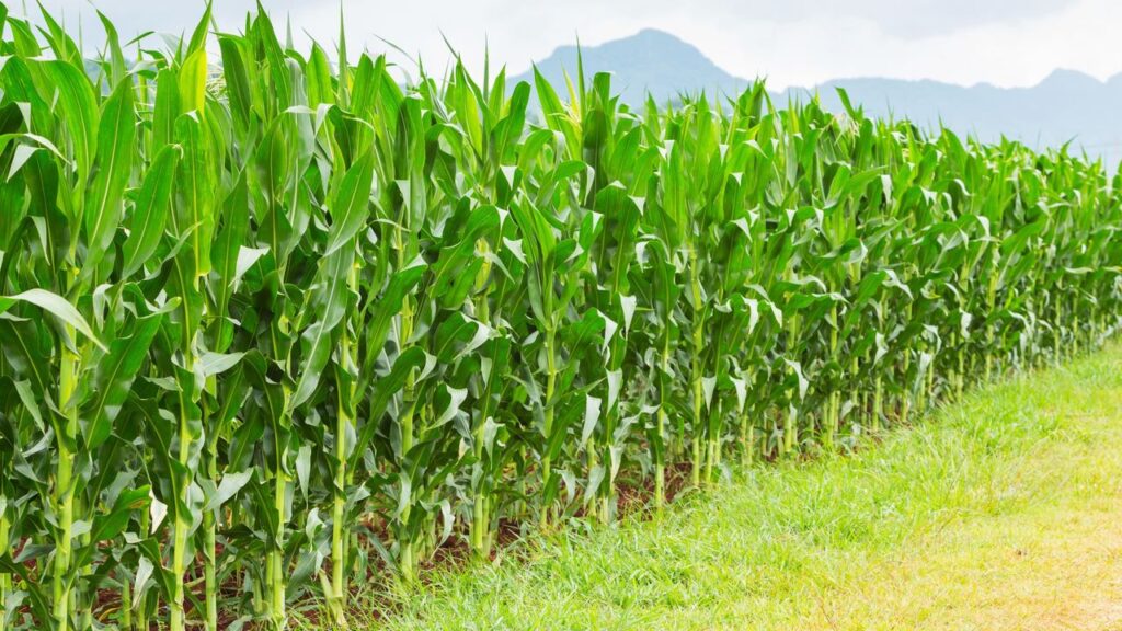 safra de milho deve crescer 112 este ano em relacao ao periodo 2021 22