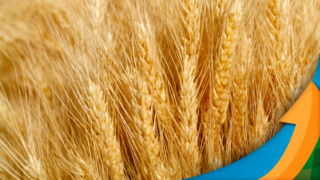 safra de trigo se aproxima com cenario positivo relacao de troca melhor e