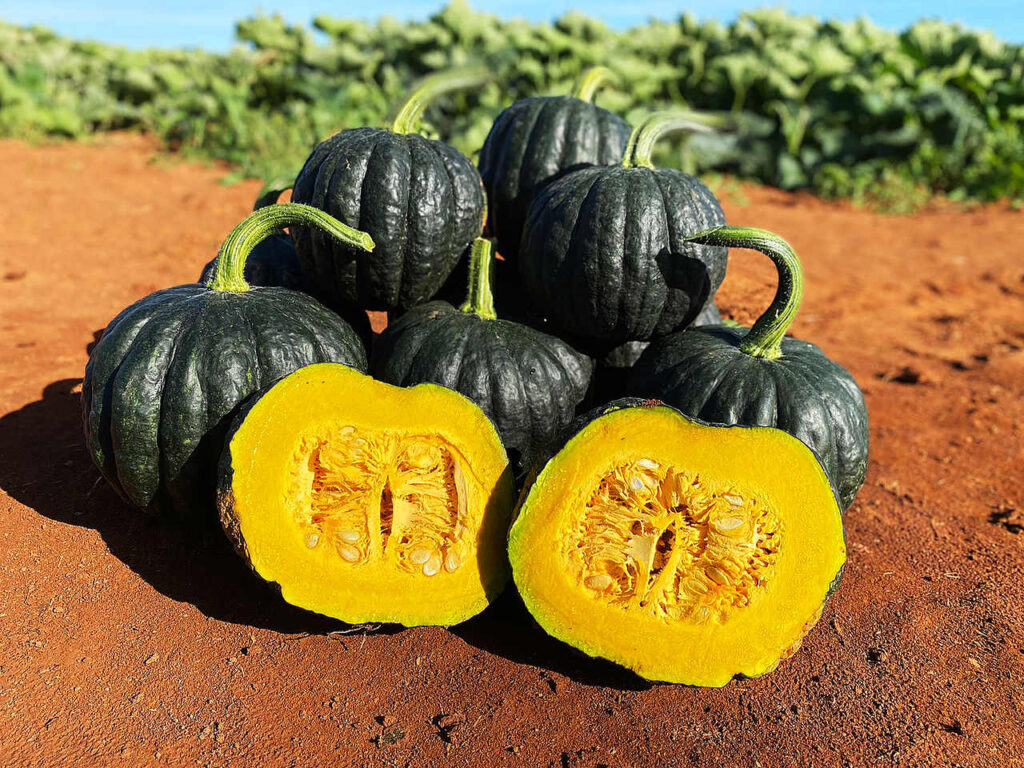 saiba como agricultor atingiu recorde de protuvididade de abobora 1