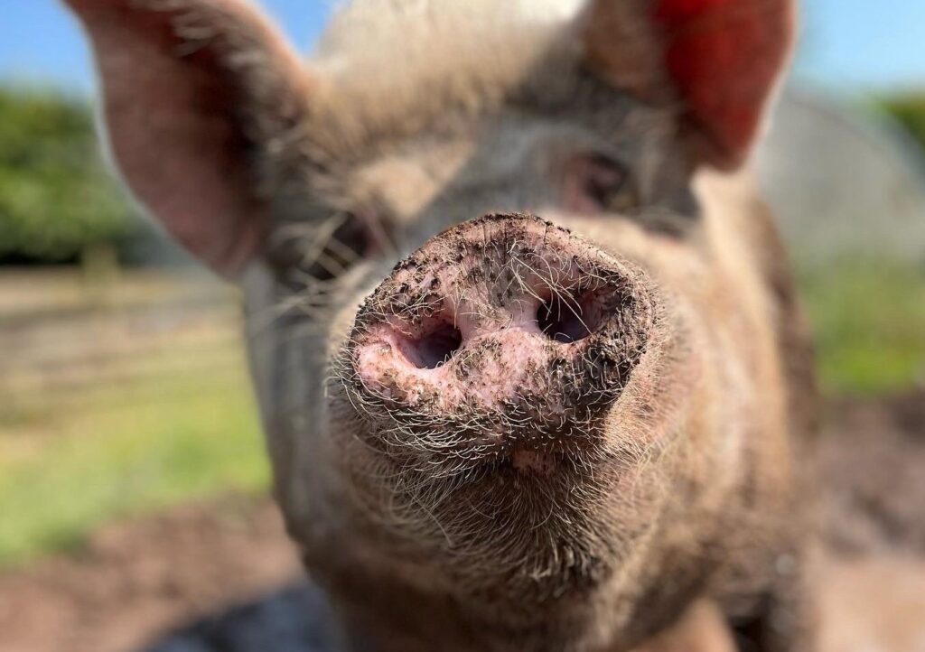 su&iacute;nos, calor, protetor solar, reino unido, leit&otilde;es