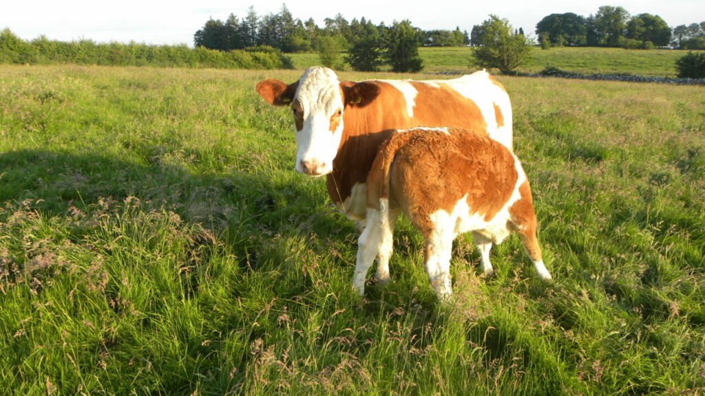 Second suckler scheme to be announced in coming weeks