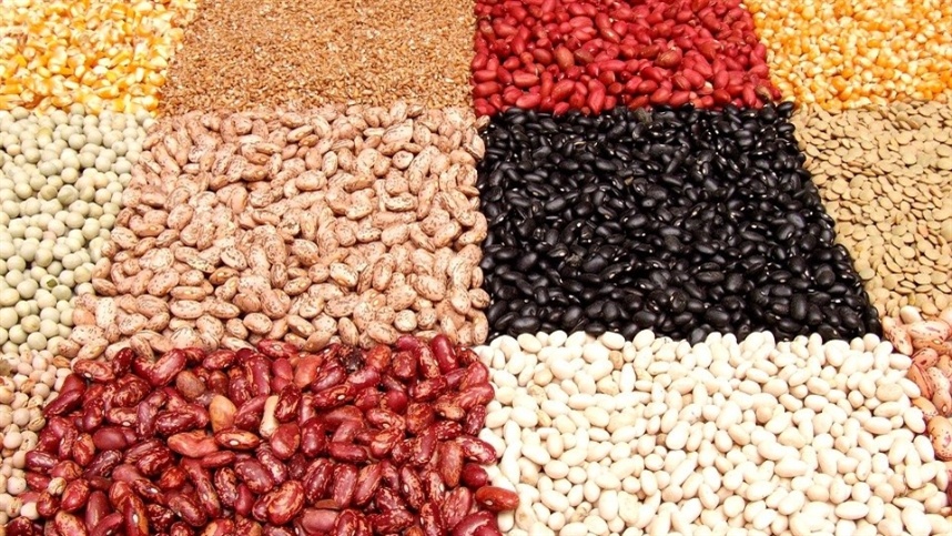 Feijão carioca de alta produtividade é lançado