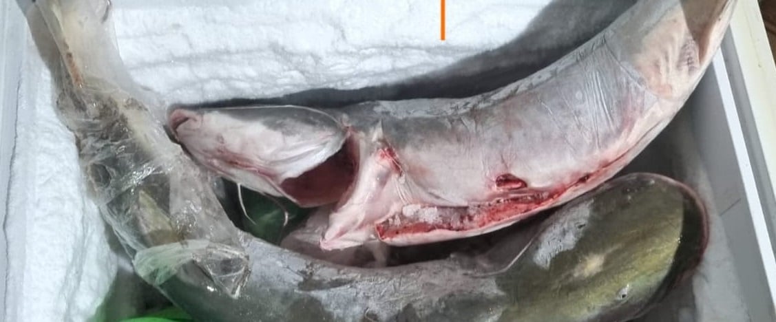 sema apreende 18 quilos de pescado da especie piraiba em mt
