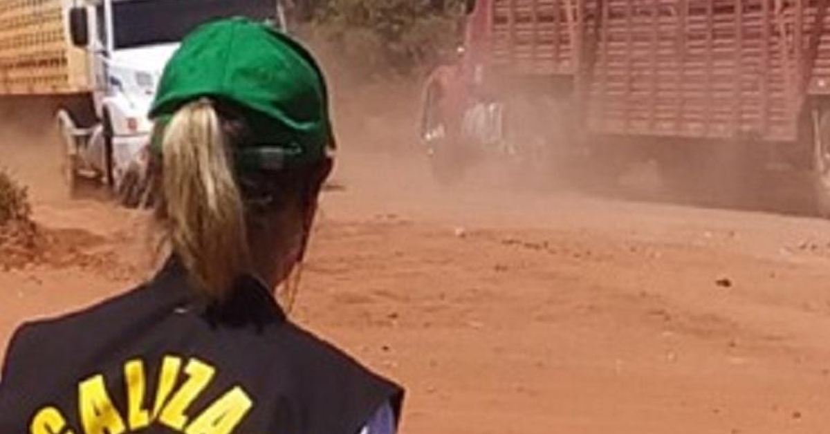 sementes para pastagens