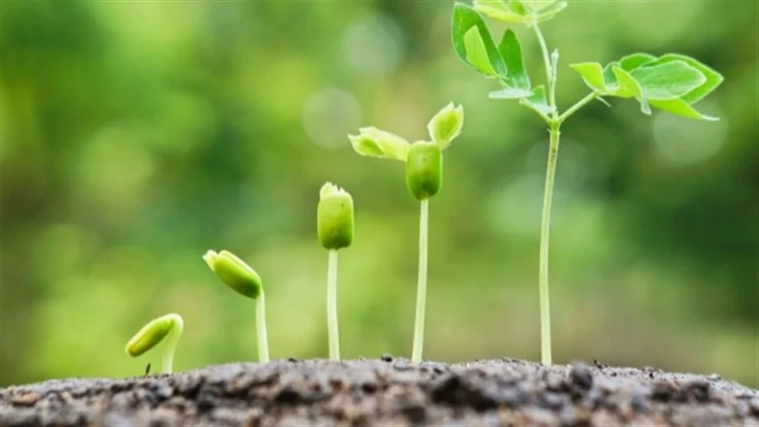 sementes talos e borra de cafe para adubo aprenda como 1