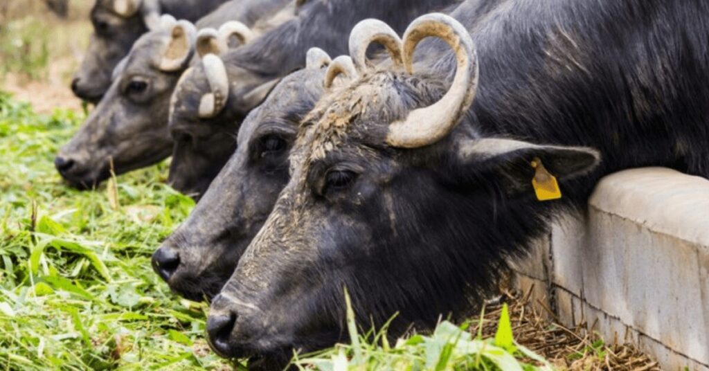 seminario de bubalinocultura do iz abordara maior produtividade para atividade portal dbo