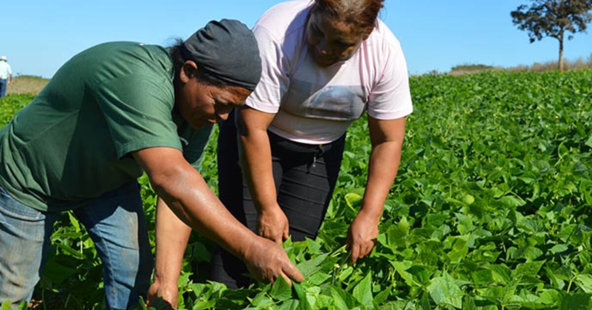 setor agropecuario goiano teve saldo positivo de 1 508 vagas em janeiro portal dbo
