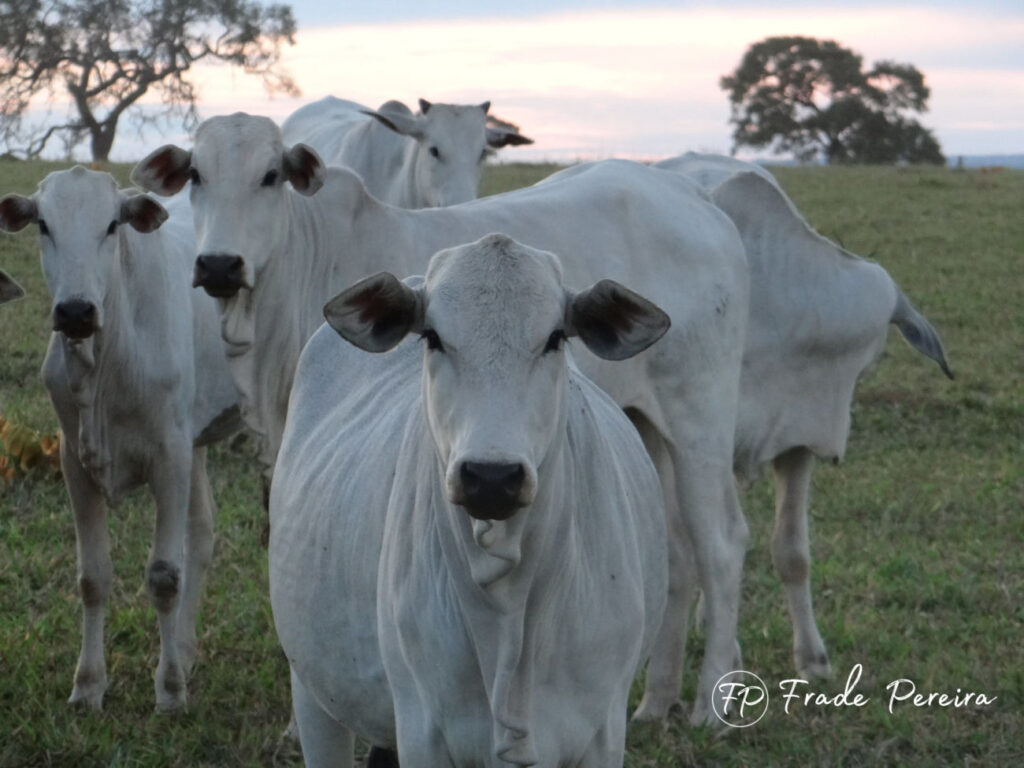 sucesso na recria com apenas 5 passos 1