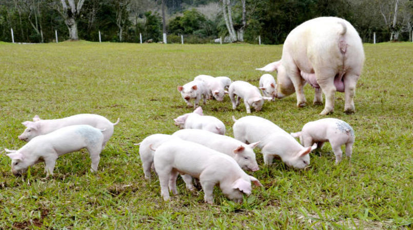 suinos abate atinge recorde de 5615 milhoes de cabecas em 2022