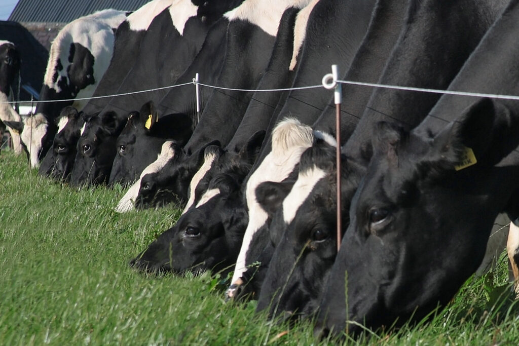 teagasc breeding week to focus on genetic and technical issues 1