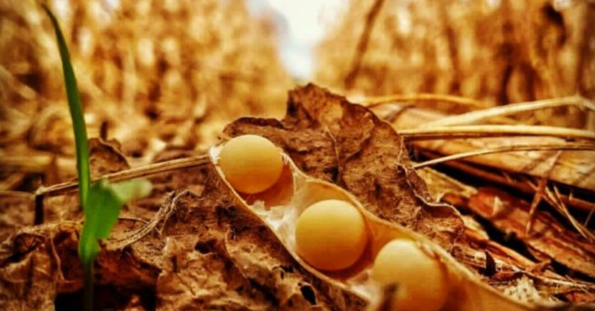 tecnicos da conab visitam lavouras de soja no rio grande do sul portal dbo