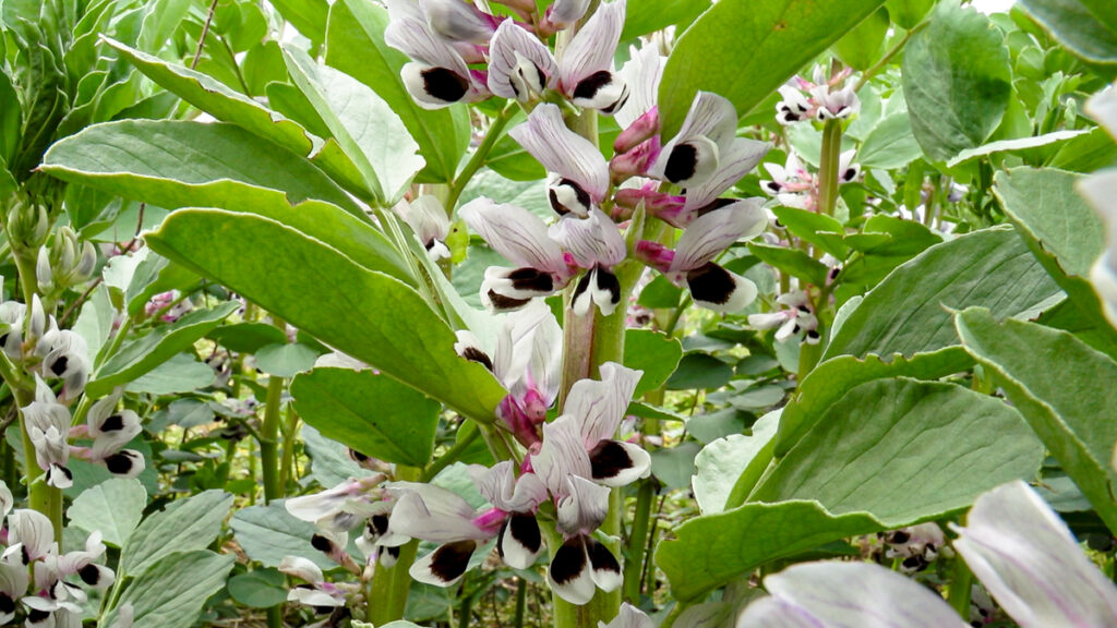 Tillage: Securing higher value from protein crops