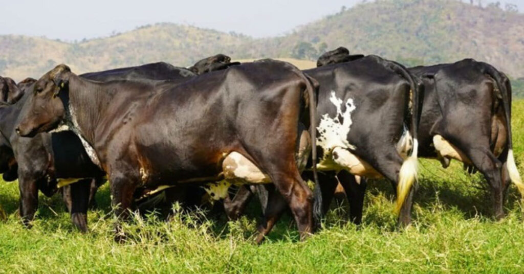 todos os indicadores foram positivos para as racas leiteiras em 2022 portal dbo