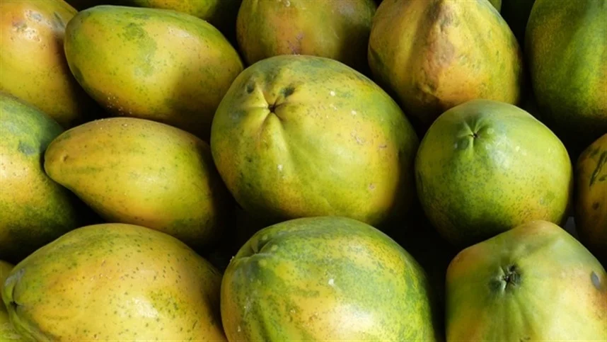 Oferta do mamão formosa aumenta, mas não tanto 5 tudo que sobe desce precos despencam nas principais regioes produtoras 2