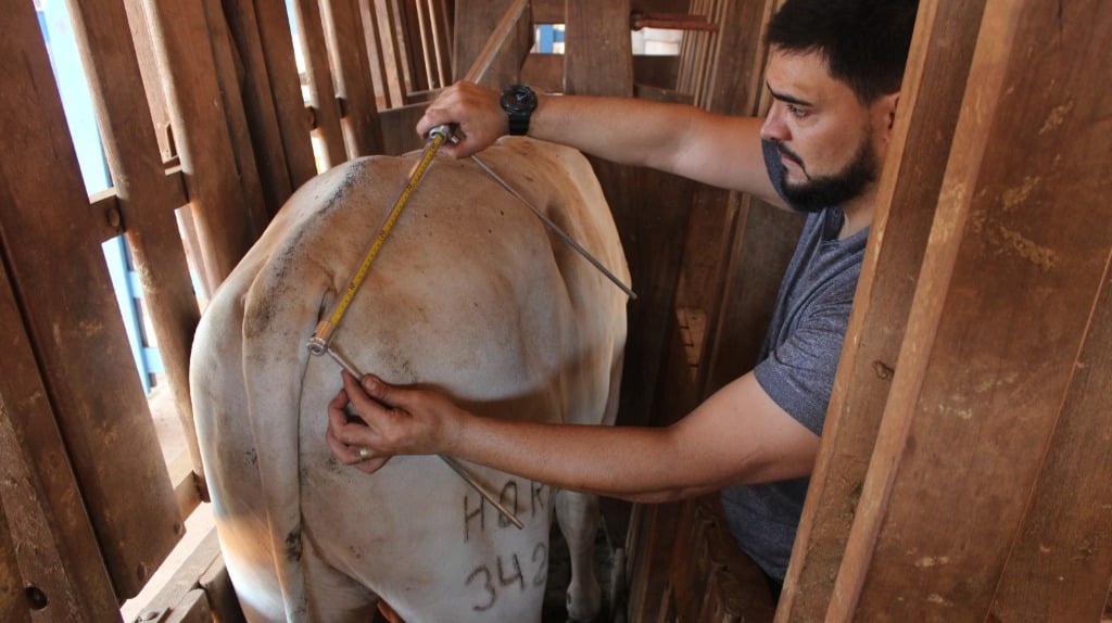 ufmt e ifmt iniciam estudo de pesagem de bovinos atraves de aplicativo em abril