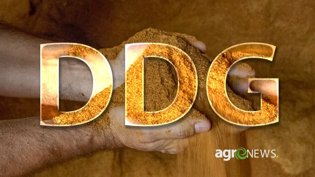 uso do ddg de milho em mt pode dar um salto na producao de proteina animal