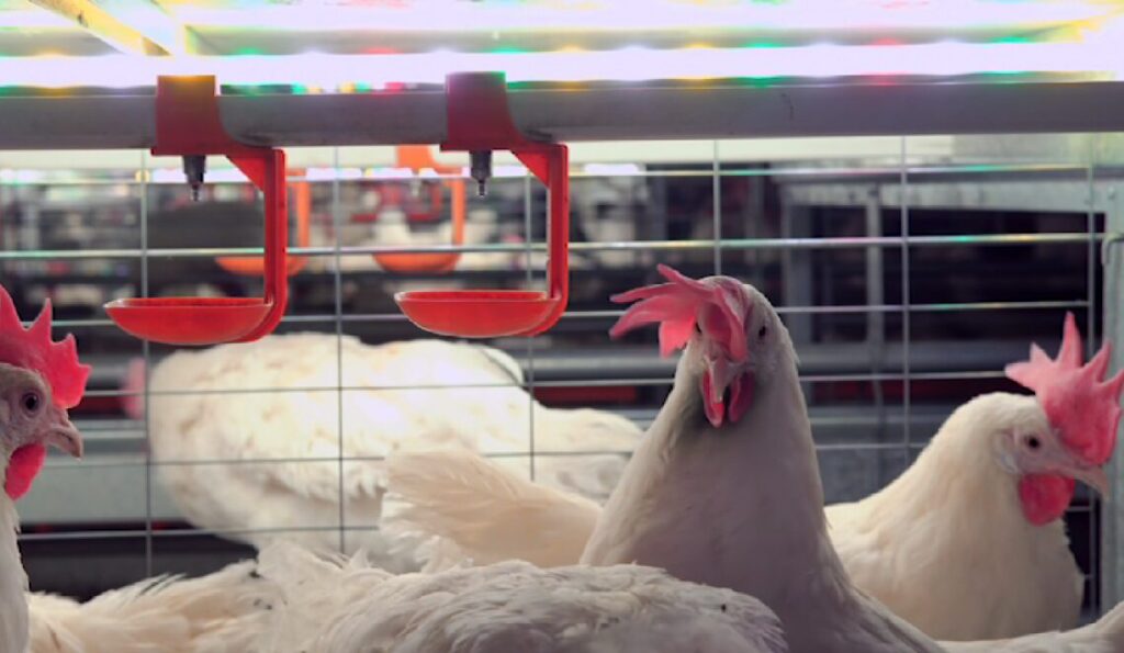 valor medio mensal do frango vivo avanca de fevereiro para marco