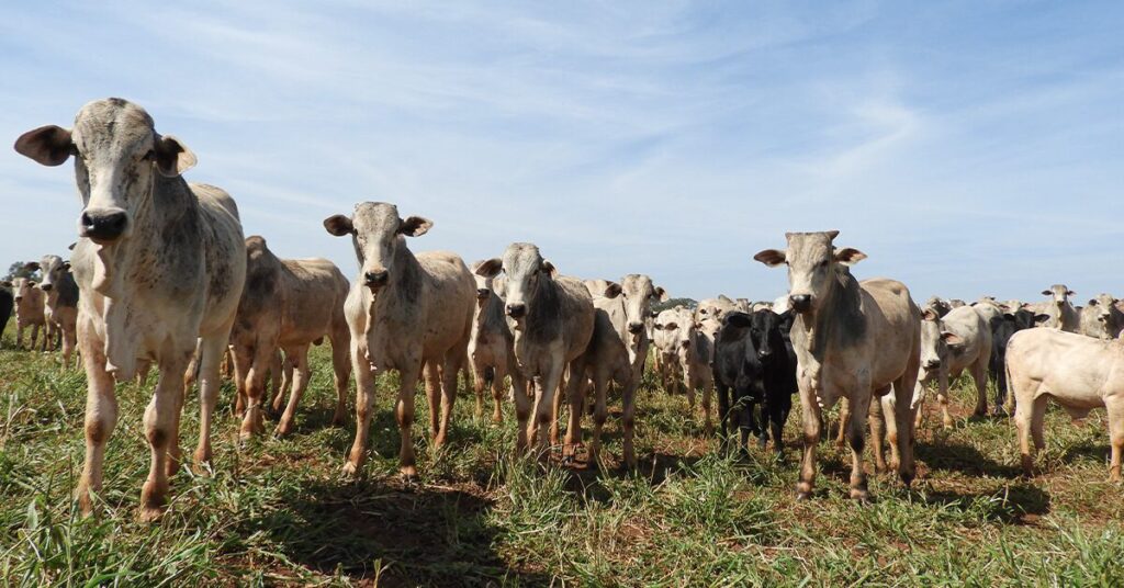 vantagens do programa precoce ms sao apresentadas na dinapec portal dbo