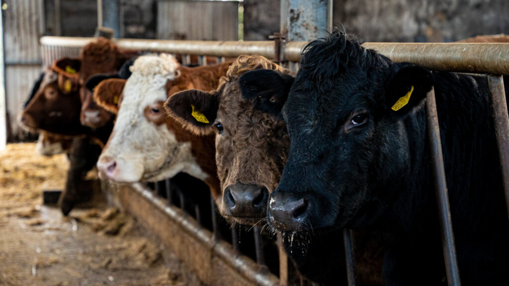 Video: Reducing emissions in a beef farming system 2 video reducing emissions in a beef farming system 1