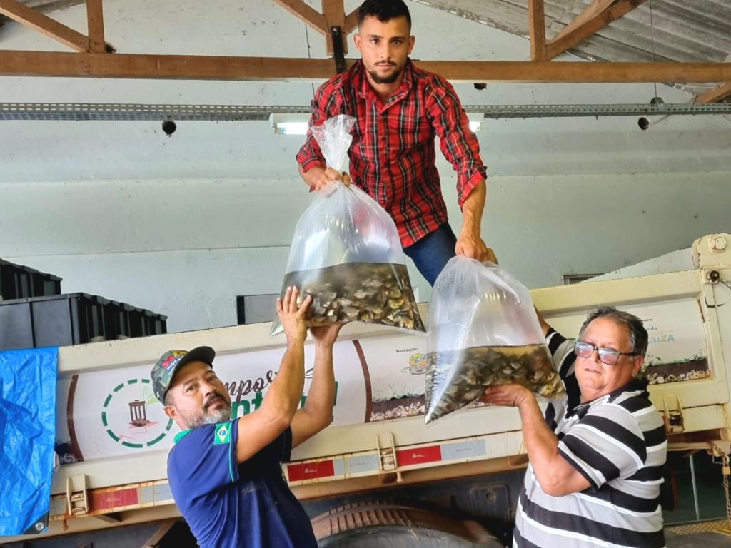 vinte e cinco mil alevinos sao entregues para agricultores de mt