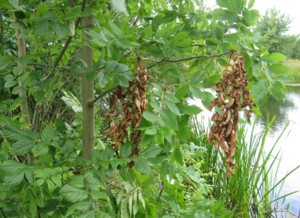 woodland owners announce ash dieback conference 1