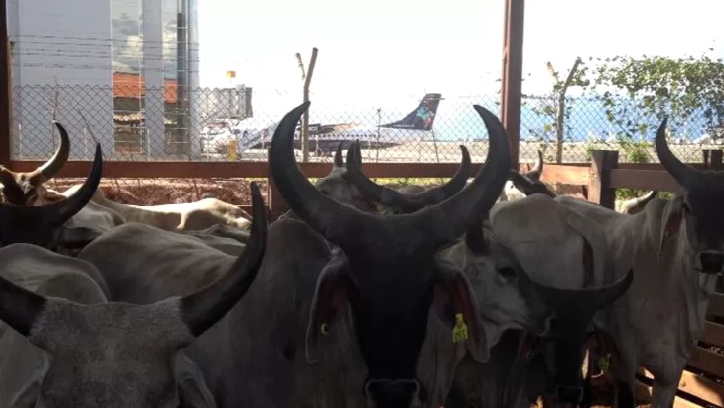 exportação de touros, mercado africano, avião, Brasil, Senegal, logística, animais, comércio internacional, mercado pecuário, importação de animais