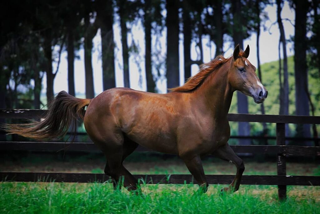 7 cuidados para manter a saude dos cavalos