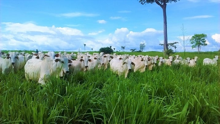 preço do boi gordo, arroba do boi, mercado do boi, cotação do boi, tendência de preço do boi, mercado agropecuário, previsão do preço do boi, preço da carne bovina, boi magro e arroba bovina